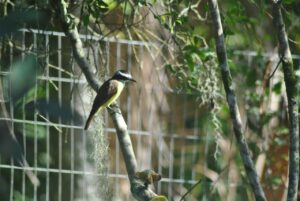 Read more about the article Observa Costa Verde & Mar – Aves da Minha Janela encontro virtual de observação, reúne observadores de todo Brasil